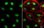 TEAD4 Antibody in Immunocytochemistry (ICC/IF)