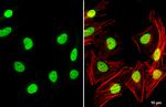 TEAD4 Antibody in Immunocytochemistry (ICC/IF)