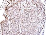 TEAD4 Antibody in Immunohistochemistry (Paraffin) (IHC (P))