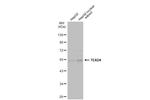 TEAD4 Antibody in Western Blot (WB)