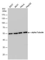 Tubulin alpha-1B Antibody in Western Blot (WB)