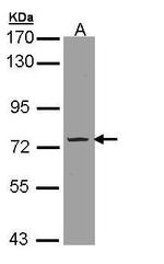 PDE9A Antibody in Western Blot (WB)