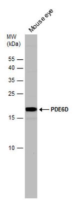 PDE6D Antibody in Western Blot (WB)