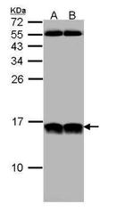 NHP2L1 Antibody in Western Blot (WB)