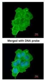 UFD1L Antibody in Immunocytochemistry (ICC/IF)