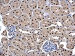 UFD1L Antibody in Immunohistochemistry (Paraffin) (IHC (P))