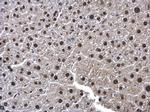 UFD1L Antibody in Immunohistochemistry (Paraffin) (IHC (P))