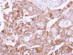 UFD1L Antibody in Immunohistochemistry (Paraffin) (IHC (P))