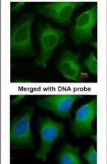 APRT Antibody in Immunocytochemistry (ICC/IF)