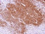 APRT Antibody in Immunohistochemistry (Paraffin) (IHC (P))