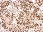 Lamin B2 Antibody in Immunohistochemistry (Paraffin) (IHC (P))