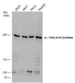 FASN Antibody in Western Blot (WB)