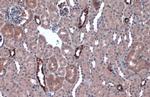 IkB alpha Antibody in Immunohistochemistry (Paraffin) (IHC (P))