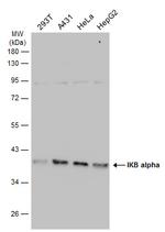 IkB alpha Antibody in Western Blot (WB)