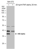 IkB alpha Antibody in Western Blot (WB)