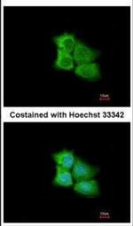 PCMT1 Antibody in Immunocytochemistry (ICC/IF)