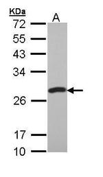 PCMT1 Antibody in Western Blot (WB)