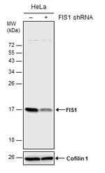 FIS1 Antibody
