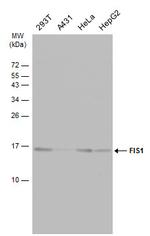 FIS1 Antibody in Western Blot (WB)