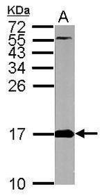 FIS1 Antibody in Western Blot (WB)