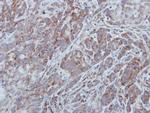 UNC13B Antibody in Immunohistochemistry (Paraffin) (IHC (P))