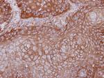 MPP1 Antibody in Immunohistochemistry (Paraffin) (IHC (P))