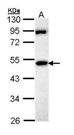 MPP1 Antibody in Western Blot (WB)