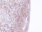 MPP1 Antibody in Immunohistochemistry (Paraffin) (IHC (P))