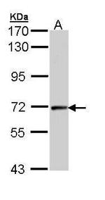 Cyclin T2 Antibody in Western Blot (WB)