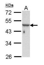 Cytokeratin 33B Antibody in Western Blot (WB)