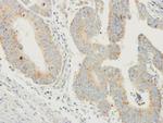 Prodynorphin Antibody in Immunohistochemistry (Paraffin) (IHC (P))