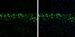 Prodynorphin Antibody in Immunohistochemistry (Frozen) (IHC (F))