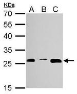 PSMA3 Antibody in Western Blot (WB)