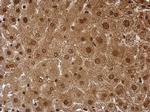 PSMA6 Antibody in Immunohistochemistry (Paraffin) (IHC (P))