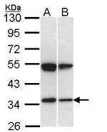 SH3GL1 Antibody in Western Blot (WB)