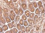 NDUFS8 Antibody in Immunohistochemistry (Paraffin) (IHC (P))