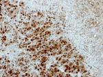 Arylsulfatase A Antibody in Immunohistochemistry (Paraffin) (IHC (P))