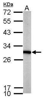 PGAM1 Antibody in Western Blot (WB)