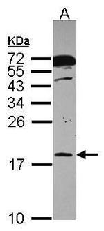 POLR2H Antibody in Western Blot (WB)