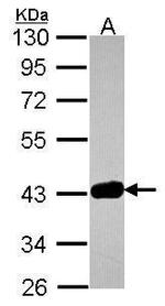 GRAP2 Antibody in Western Blot (WB)