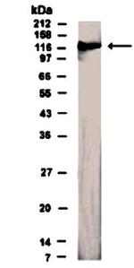 CD100 Antibody in Western Blot (WB)