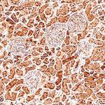 GPX3 Antibody in Immunohistochemistry (Paraffin) (IHC (P))