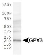 GPX3 Antibody in Western Blot (WB)