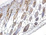 NBS1 Antibody in Immunohistochemistry (Paraffin) (IHC (P))