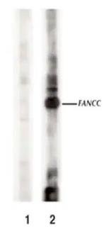 FANCC Antibody in Western Blot (WB)