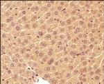LC3A Antibody in Immunohistochemistry (Paraffin) (IHC (P))
