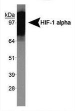 HIF1A Antibody in Western Blot (WB)