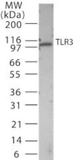 TLR3 Antibody in Western Blot (WB)