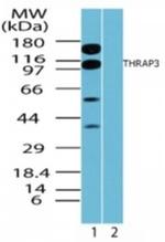 THRAP3 Antibody in Western Blot (WB)