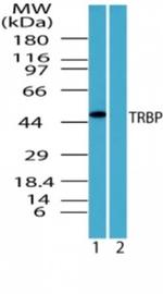 TRBP Antibody in Western Blot (WB)